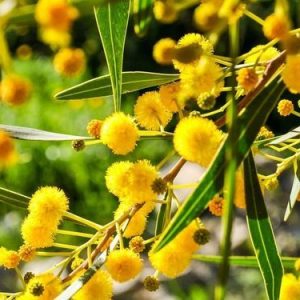 Acalea TT (IFF) aka Mimosa Heptanal / Акалея