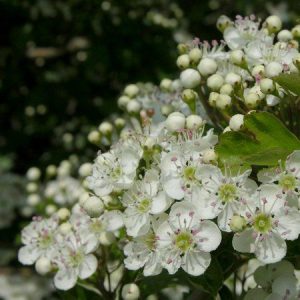 Acetanisole 660002 (Symrise) кристаллическое вещество / Ацетанисол