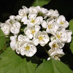Acetophenone (phenyl methyl ketone) 10% in DPG / Ацетофенон