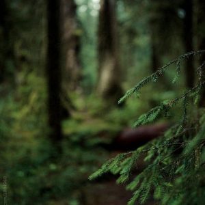 Alpha Pinene / Альфа Пинен