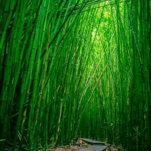 BAMBOO PERFUME OIL (CND) / БАМБУК ПАРФЮМЕРНЫЙ КОНЦЕНТРАТ