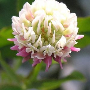 Benzyl Benzoate / Бензил бензоат