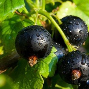 BLACK CURRANT PERFUME OIL (CND) / ЧЕРНАЯ СМОРОДИНА ПАРФЮМЕРНЫЙ КОНЦЕНТРАТ