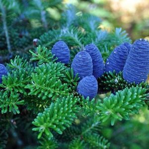 Black Spruce Canada EO (Черная ель Канада 100% эфирное масло)