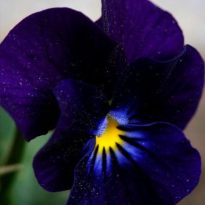 BLACK VIOLET PERFUME OIL (CND) / ЧЕРНАЯ ФИАЛКА ПАРФЮМЕРНЫЙ КОНЦЕНТРАТ