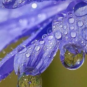 Bluebell PERFUME OIL (CND) / Колокольчик ПАРФЮМЕРНЫЙ КОНЦЕНТРАТ