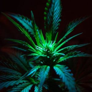 CANNABIS OIL (CND) / КОНОПЛЯ ПАРФЮМЕРНЫЙ КОНЦЕНТРАТ
