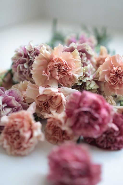 Carnation base KAE / Гвоздика база