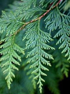 Cedar leaf EO / Кедр лист 100% эфирное масло