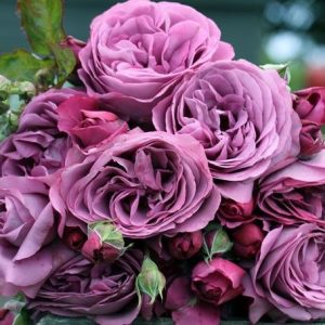 Damascone Beta (Firmenich) / Дамаскон Бета