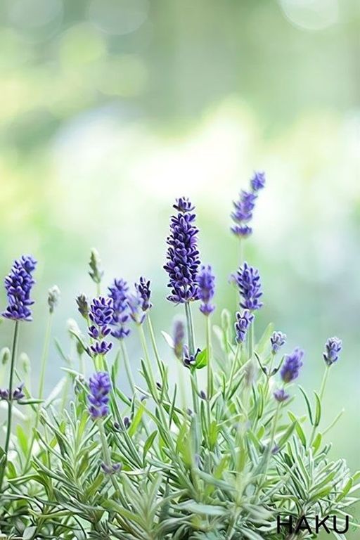 ETHYL LINALOOL (Firmenich) / Этил линалоол