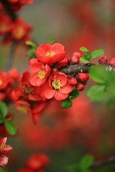 Fleuramone (IFF) / Флерамон