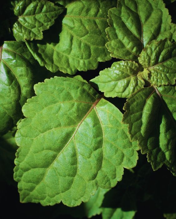 Healingwood 81215 (IFF) Natural / Пачулол натуральный кристаллы