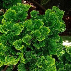 Hinoki EO (Хиноки 100% эфирное масло) дикий урожай
