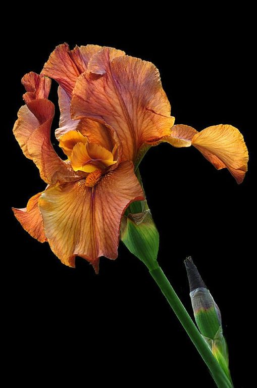 Iris res. absolute (Natural) Firmenich 30% / Ирис абсолют