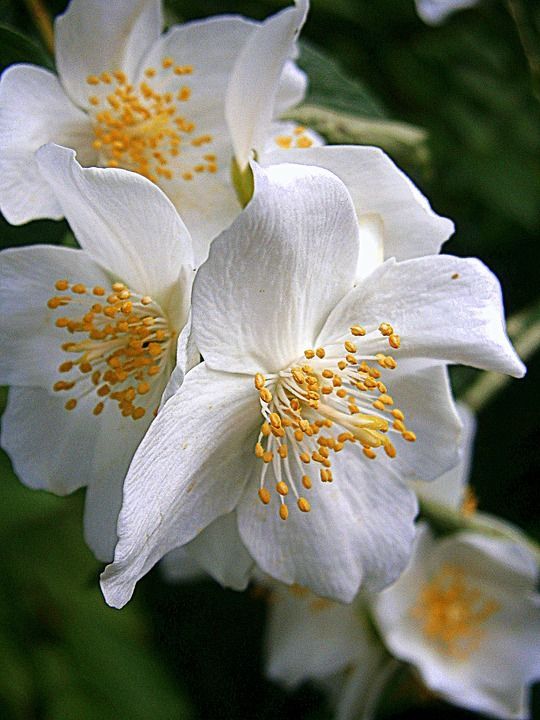 Jasmin 231 SA (Firmenich) / Жасмин реконструкция