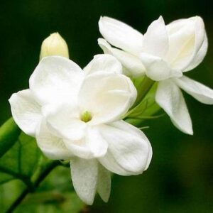 Jasmine sambac abs. (India) 50% / Жасмин самбак абсолют