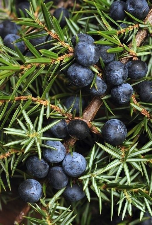 Juniper berry EO / Можжевельник ягоды 100% ЭФИРНОЕ МАСЛО