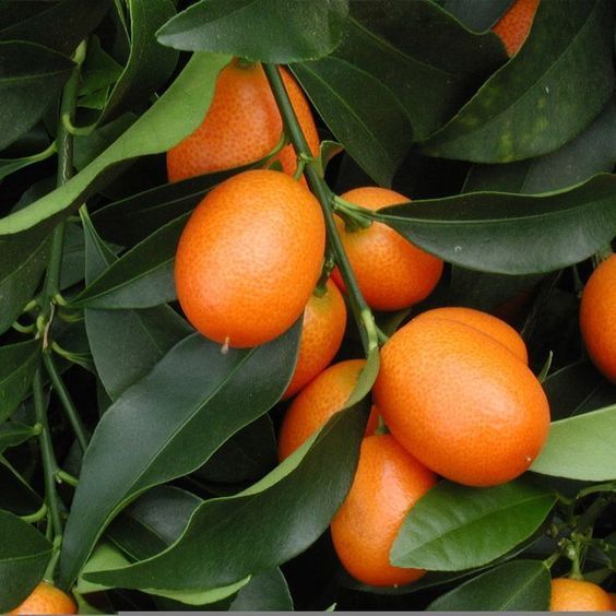 KUMQUAT base 270258 (Firmenich) / Кумкват реконструкция, 2.5 мл