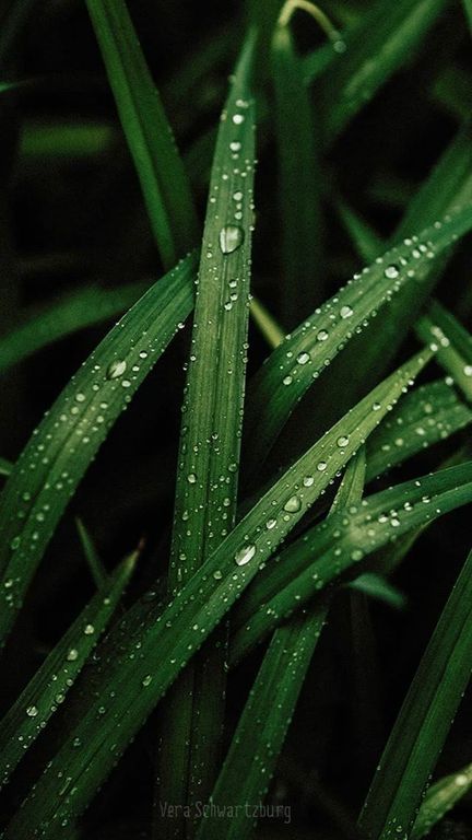 Lemongrass EO (Лемонграсс 100% эфирное масло) Шри Ланка