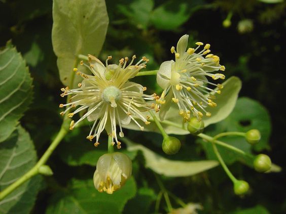 Linden Blossom CO2 extract (Липы CO2 экстракт)