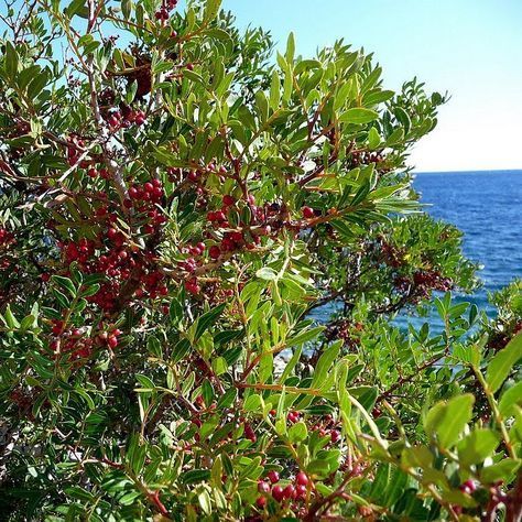 Mastic EO (Фисташковое дерево 100% эфирное масло) дикий урожай, Марокко