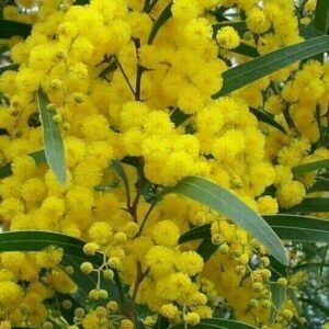 MIMOSA ABSOLUTE 50% (МИМОЗА АБСОЛЮТ)