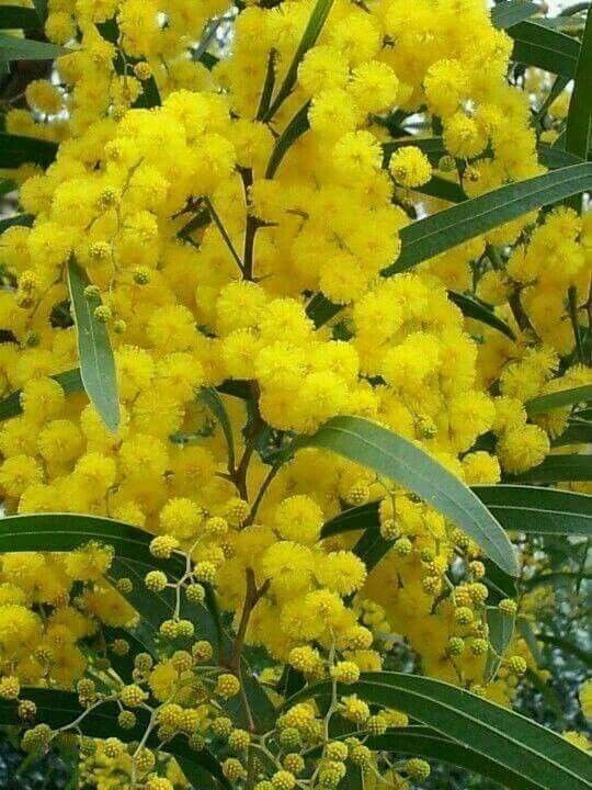 MIMOSA ABSOLUTE 50% (МИМОЗА АБСОЛЮТ)