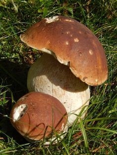 Mushroom absolute (Белый гриб абсолют)