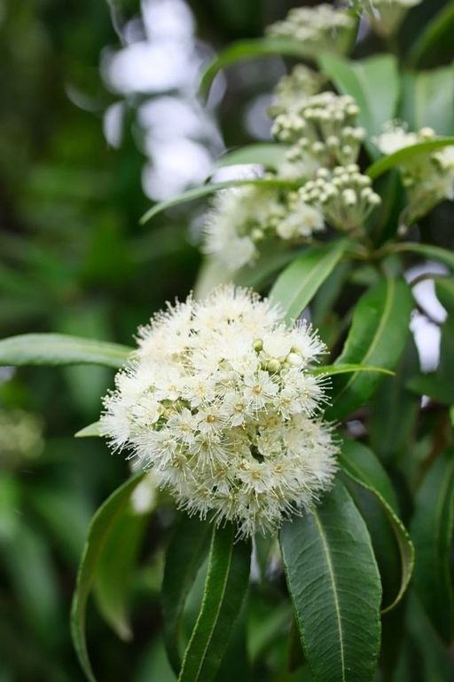 Myrtle Lemon EO (Мирт лимонный 100% эфирное масло) Австралия