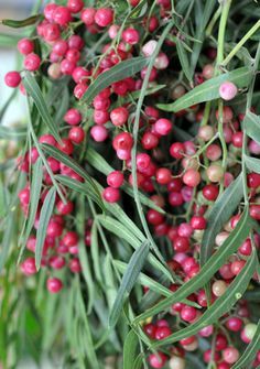 PINK PEPPER PERFUME OIL (S.O.S.) / РОЗОВЫЙ ПЕРЕЦ ПАРФЮМЕРНЫЙ КОНЦЕНТРАТ