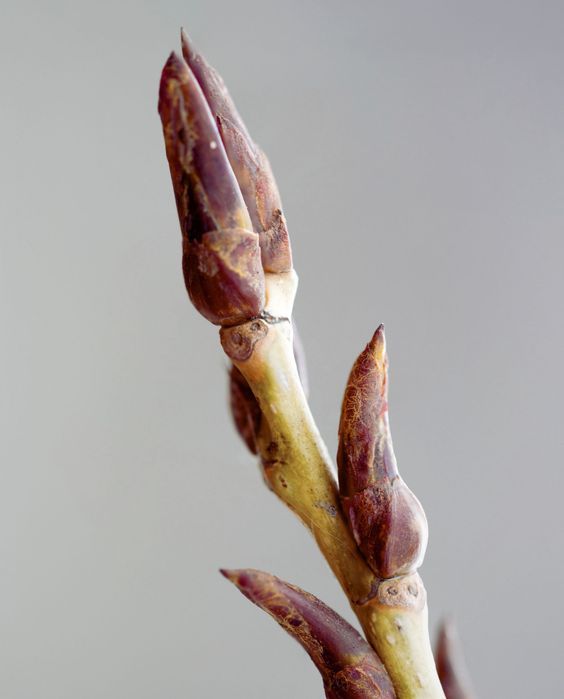 POPLAR BUD ABSOLUTE 50% TEC (Почки тополя абсолют)