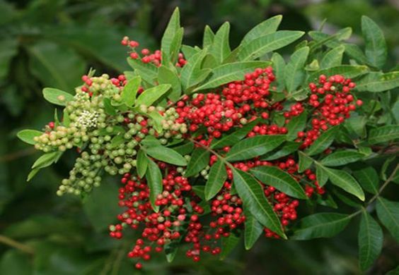 Red pepper berries CO2 extract (IFF) / Красный перец экстракт