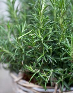 ROSEMARY PERFUME OIL (CND) / РОЗМАРИН ПАРФЮМЕРНЫЙ КОНЦЕНТРАТ