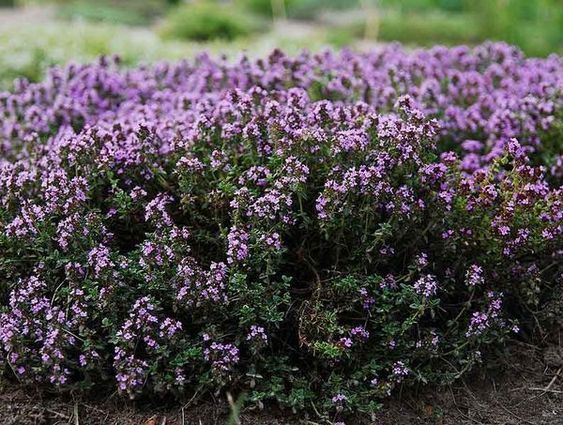 Thyme EO / Тимьян ползучий 100% ЭФИРНОЕ МАСЛО