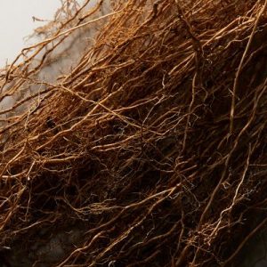 Vetiver (Vetiveryl) acetate India (Ventos) / Ветивер ацетат