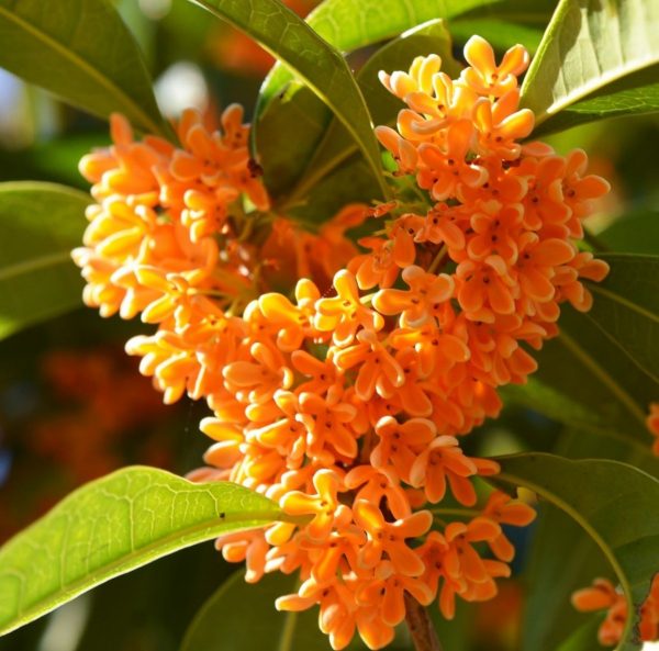 Osmanthus accord/ Османтус парфюмерная формула