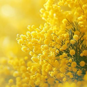 Mimosa accord / Мимоза аккорд