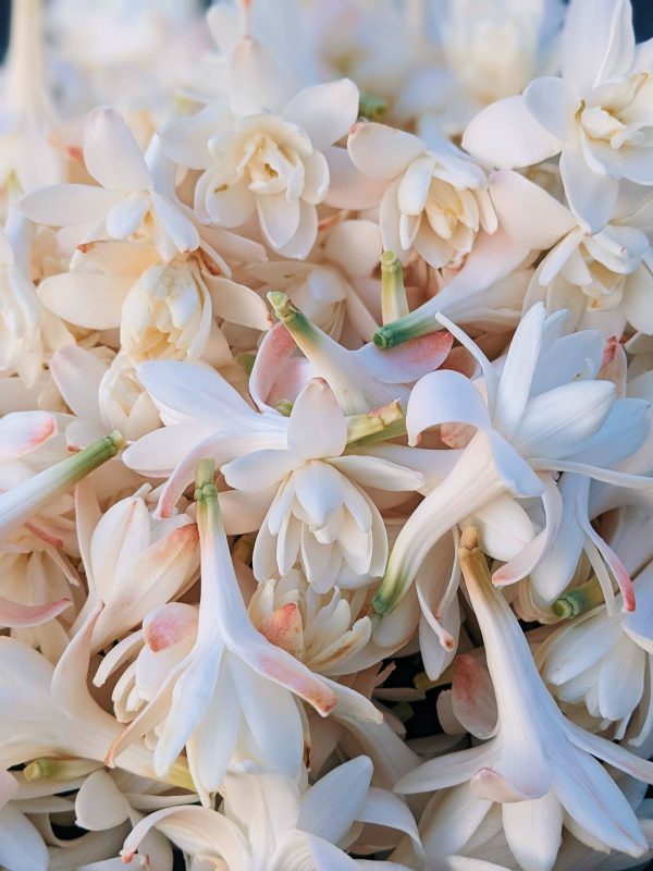 Tuberose Floraline 75 (Robertet) / Тубероза Флоралайн